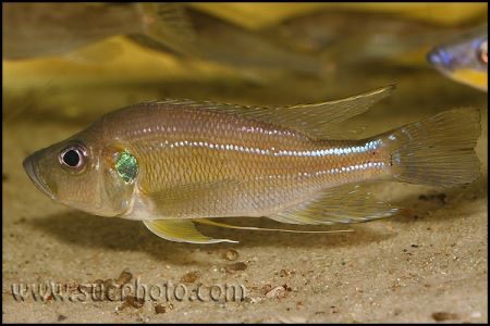 Greenwoodochromis bellcrossi 'Chituta Bay'